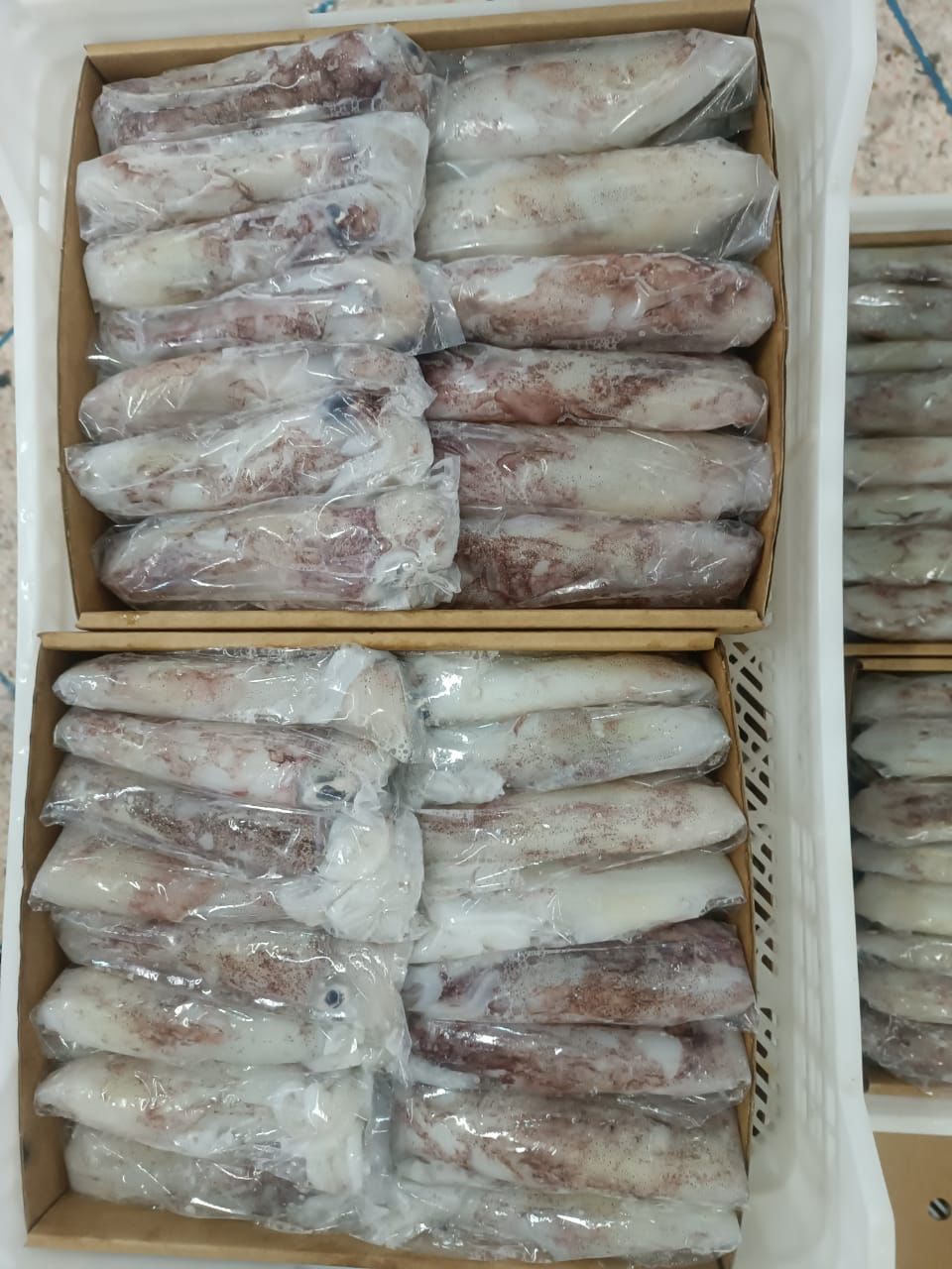 product.squid.name
